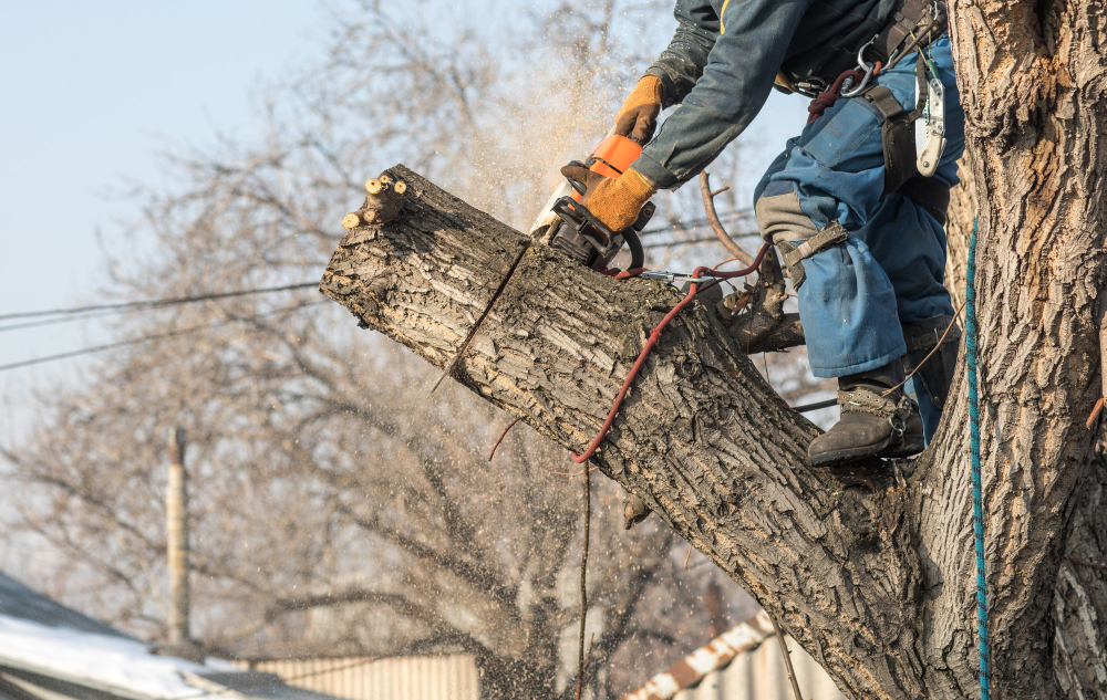 arboriculteur-coupe-branches-tronconneuse-arbre
